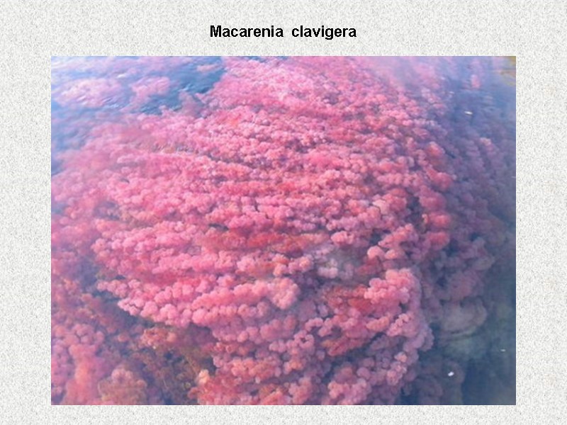 Macarenia clavigera